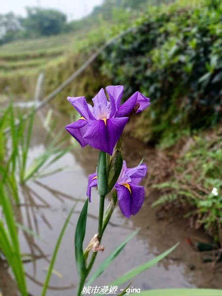 【新北石門】全台唯一火山岩石砌梯田。 嵩山百年梯田阡陌步道2823944