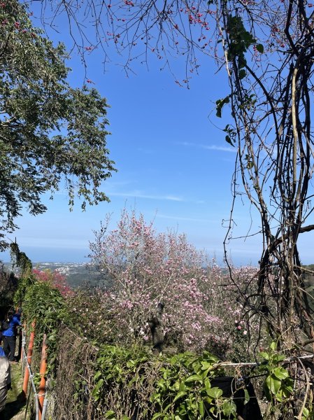 楓樹湖古道3012061