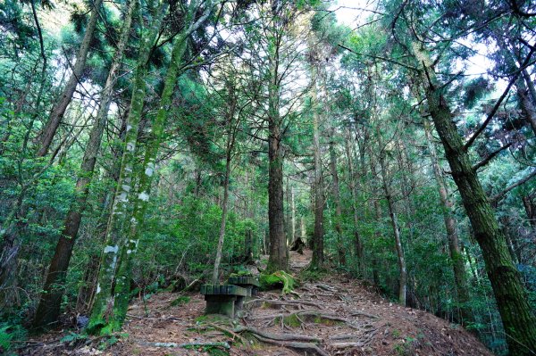 苗栗 泰安 榛山3078996