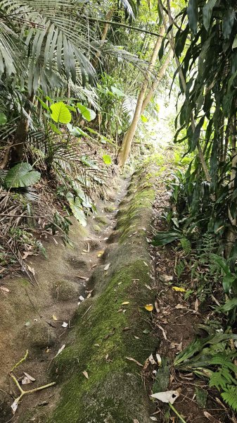 20250804溪山百年古圳-鵝尾山水田路-平菁步道O型2854795