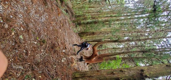 谷關七雄_馬崙山_八壯士上松媽媽下2306682