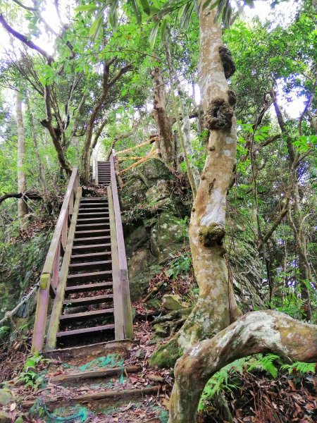 優美林相森林浴橫嶺山自然步道(木馬古道)739085