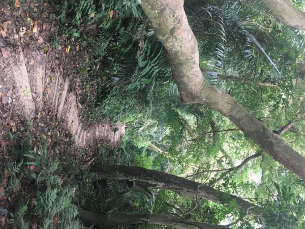 鳶山三連峰O繞一圈（三峽老街祭五臟廟 #鳶山 #鳶山東峰 #鳶尾山 #鳶山岩 #三峽老街2683241