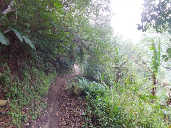 古道水圳賞櫻花2733441