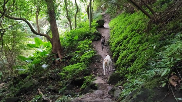 牛寮埔登山步道 - 2023觀音觀鷹尋寶任務2251344