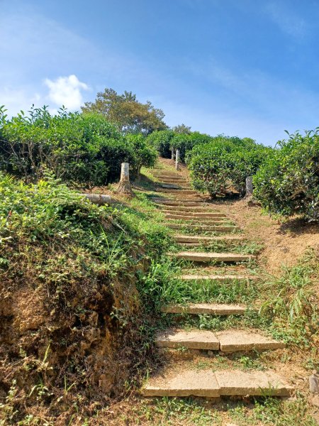【南投魚池】澀水森林步道2933034