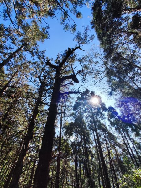 大雪山長壽三崠2691104