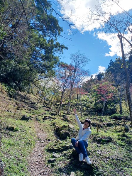 【台中和平】森林步道悠閒走。 八仙山森林遊樂區步道群2784600