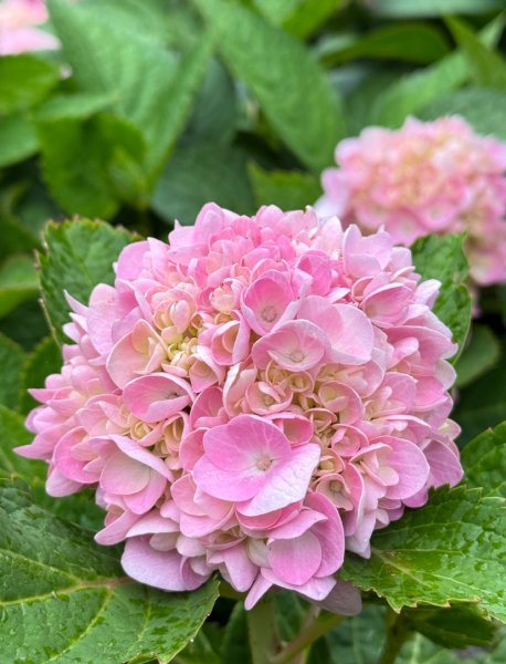 清泉 雪霸農場 野馬瞰山2925934