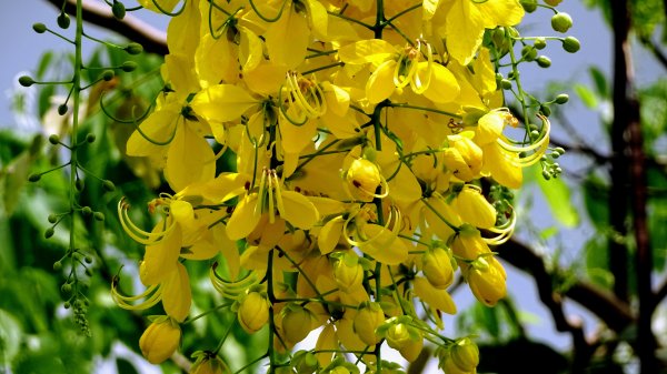 山佳荷花池2172753