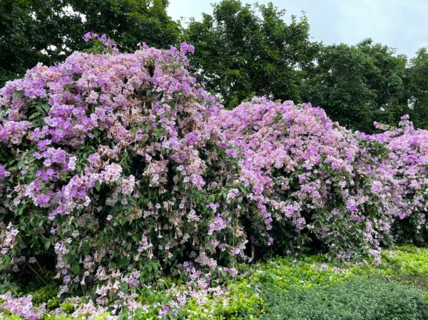 楓樹河濱公園紫色蒜香藤&泰山健行1532317