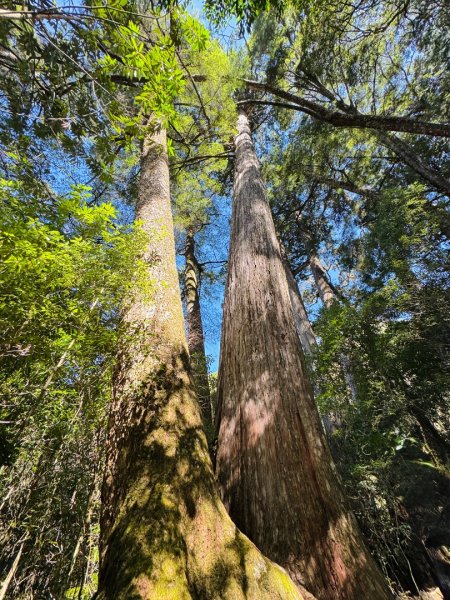 漫遊大雪山森林 訪尋雪山大小神木 快閃天池2922777