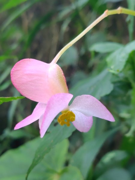 唐麻丹山 蝴蝶谷2918849