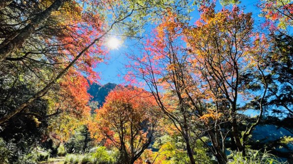 1101211大雪山230林道9.2k/雪山西稜登山口1546542