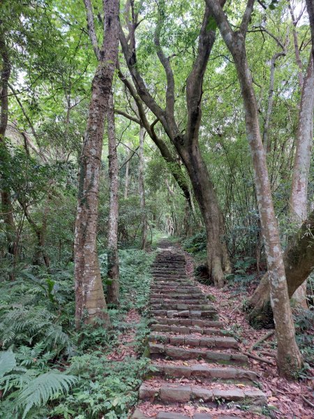 大崎棟古道+騎龍古道+逃學步道202206041811110