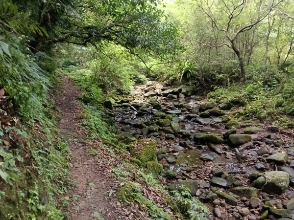 雙溪區崩山坑古道+下坑山稜線越嶺路+下坑山O型2839790
