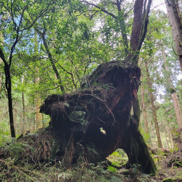 阿里山國家森林遊樂區2549506