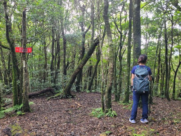 20230812 志繼山 東眼山 拉卡山 卡外山  東眼四瞳 東眼山國家森林遊樂區2245969