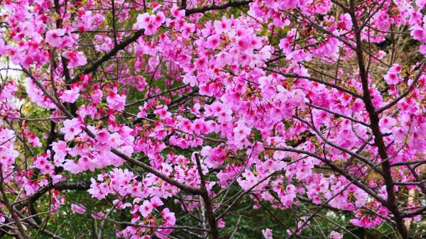 鹿兒島霧島神宮,神水峽3028242