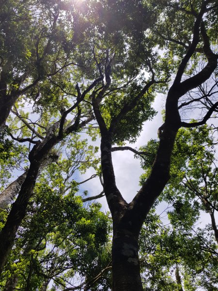 復興三尖之那結山1423088