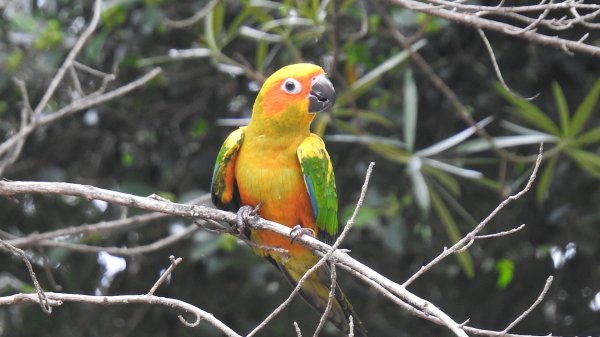 中正紀念堂-花鳥&大屯山雲海（山嵐）2/12703299