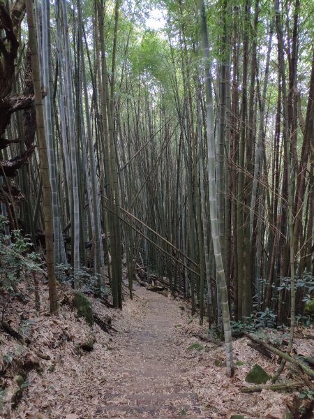 凌晨登奮起湖大凍山1206873