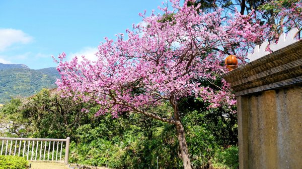 《蝶戀花・善光寺禪門櫻花》2709777