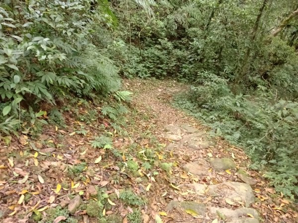 雙溪區打鐵寮山-鶯子嶺-坪溪山-烏山63號-烏山越嶺古道(坪溪山北峰)P字走3023814