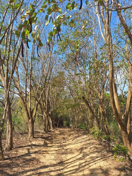 造橋口山古道202503122734397