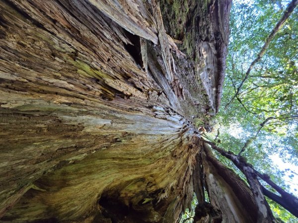 郡大林道19k之郡大神木群二刷～雲海滿出來～2451891