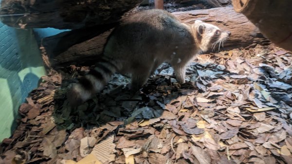 木柵動物園2322112