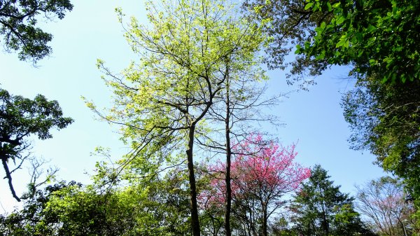 春天的顏色1279664