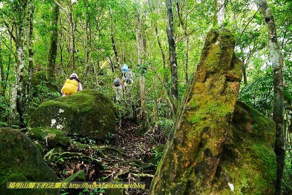 【新北市】大刀山 & 內洞林道 逍遙行