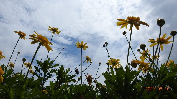 平溪賞豔紅鹿子百合/七夕百合/峭壁精靈，午後雷陣雨過後的雲霧飄渺1435288