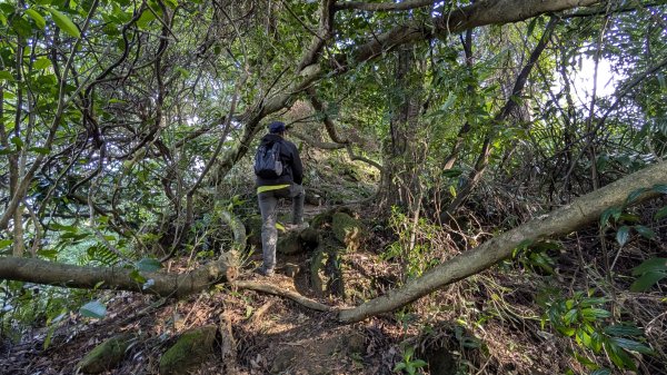 114.11.23龍泉山寺-成福山-十八羅漢岩-石門內尖山-石門內尖山東峰之旅2943726