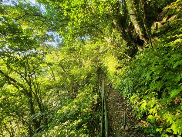 20240707馬胎古道2780982