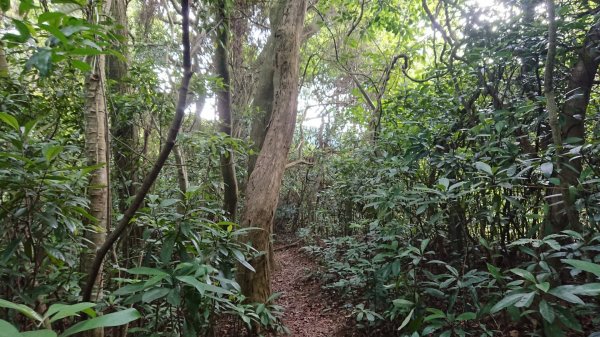 [慈湖]草嶺山-白石山-百吉隧道O型1143840