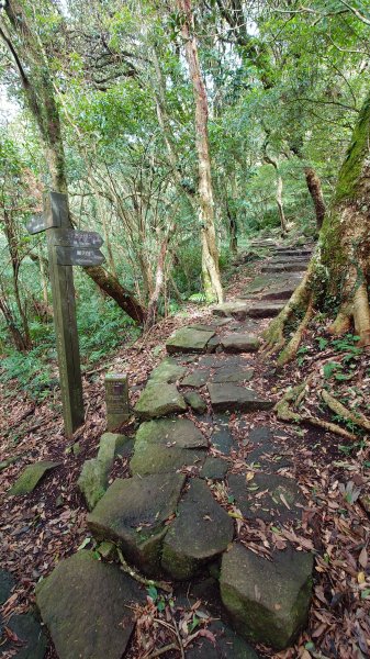 20260125 陽明山前後山健行(無極天元宮~山仔頂步道.向天池.向天山.面天山.二子坪)2998004