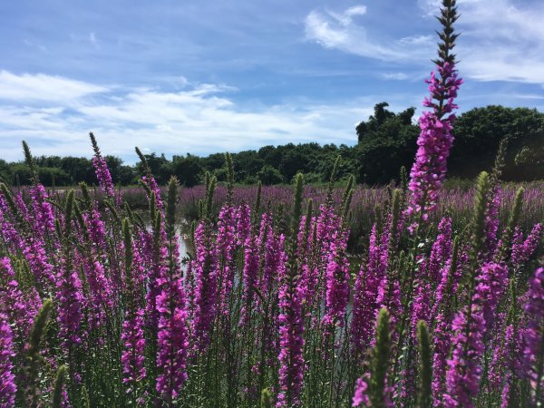 【嘉義】千屈菜@蒜頭生態公園1433528