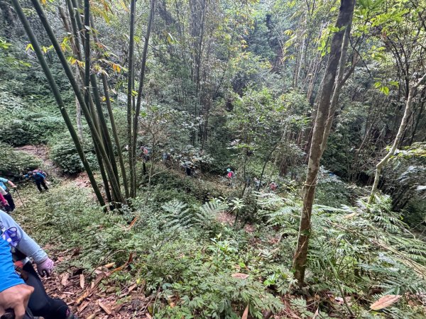 阿里眉山+大舌滿山（路跡不明/未竟 ）2864612