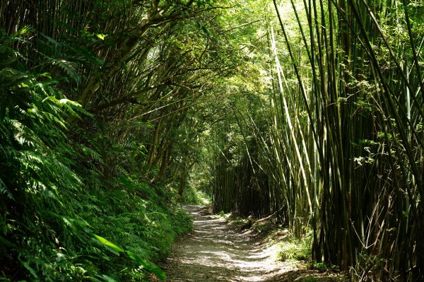 宜蘭 礁溪 三角崙山2548293