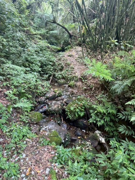 20250502 安坑七山2775100