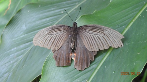 雲山水花鳥蝶-天龍國阿伯的日常6/21&22燕巢親子餵食秀2190475