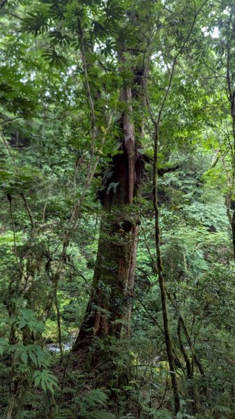 鎮西堡巨木步道群 (B區)2861189