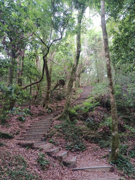 【桃園復興】台灣百大必訪步道。 東眼山森林遊樂區-東眼山自導式步道2835931