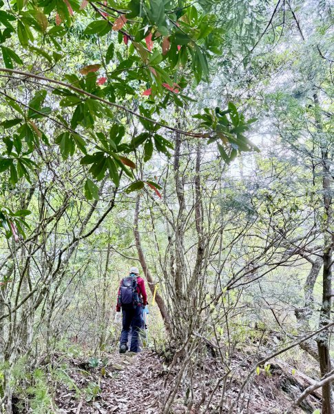 奧萬大登合流點山順撿楓樹林山.獅子頭    2025.3.112734139