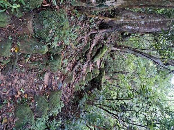 新北五寮尖登山步道3103286