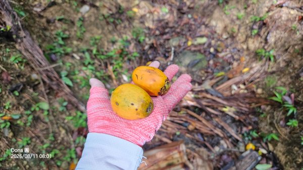 艋舺崙古道上新路尾山連走大平林山古厝O走3102725
