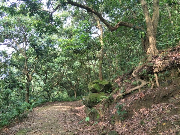 龍麟山步道1462836