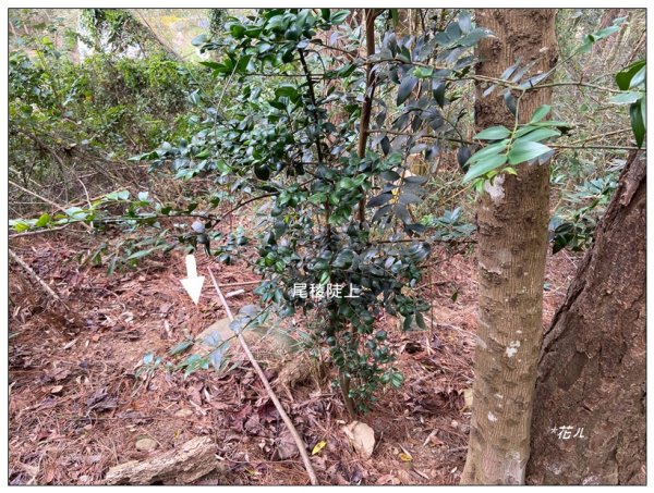 烏蛇山O型路線 (南庄)2726381